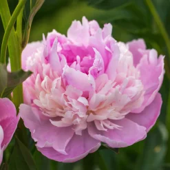 Pivoine 'Sorbet' - Une fleur, trois teintes