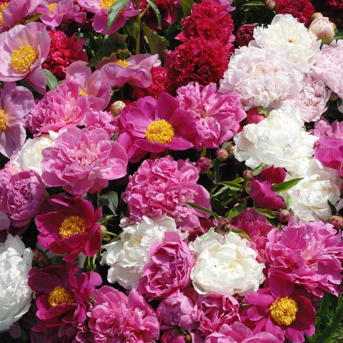 3 Pivoines parfumées rouge, rose, blanche en mélange - Un trio parfumé qui dure