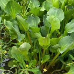 Plantain d'eau - Un bassin vivant sans effort