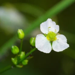 Plantain d'eau - Un bassin vivant sans effort