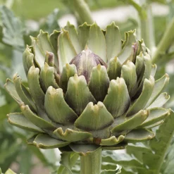 Plant Artichaut Vert de Laon - Gros cœurs fondants au jardin