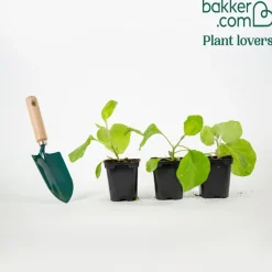 Plant Aubergine Baluroi F1 - Des aubergines dès l'été