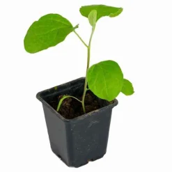 Plant Aubergine Baluroi F1 - Des aubergines dès l'été