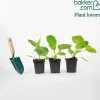 Plant Aubergine zébrée violette Rania - Des aubergines zébrées faciles