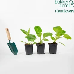 Plant Aubergine zébrée violette Rania - Des aubergines zébrées faciles
