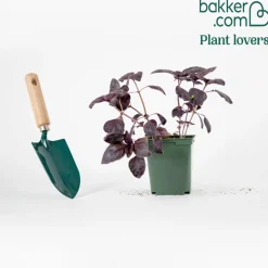 Plant Basilic pourpre - La couleur qui parfume tout