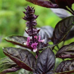 Plant Basilic pourpre - La couleur qui parfume tout