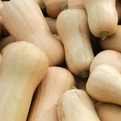 Plant Butternut - Des courges sucrées tout l'automne