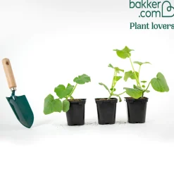 Plant Butternut - Des courges sucrées tout l'automne