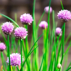 Plant Ciboulette - Récolte fraîche toute l'année