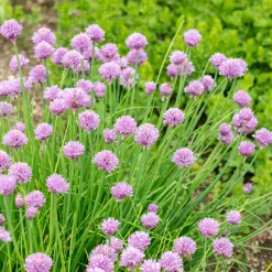 Plant Ciboulette - Récolte fraîche toute l'année