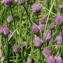 Plant Ciboulette - Récolte fraîche toute l'année