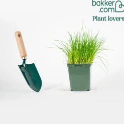 Plant Ciboulette - Récolte fraîche toute l'année