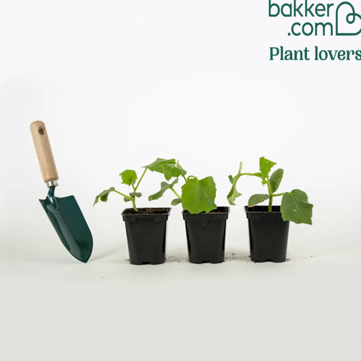 Plant Concombre Raider F1 - Concombres croquants tout l'été