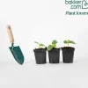 Plant Cornichon Regal F1 - Des bocaux maison tout l'été