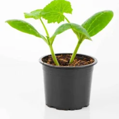 Plant Courgette jaune Sunlight F1 - Récolte facile tout l'été