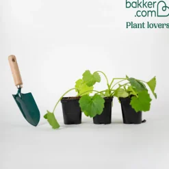 Plant Courgette jaune Sunlight F1 - Récolte facile tout l'été