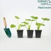 Plant Courgette Ronde de Nice - Courgettes rondes à farcir