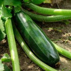 Plant Courgette Tarmino F1 - Récolte non-stop tout l'été