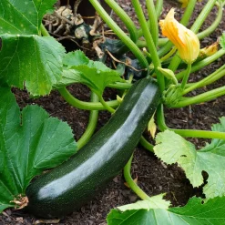 Plant Courgette Tarmino F1 - Récolte non-stop tout l'été
