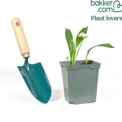 Plant d'Ail des Ours - L'ail sauvage sans effort