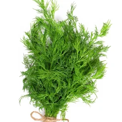 Plant d'Aneth - Frais, parfumé, prêt vite