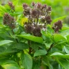 Plant de Basilic Thaï - Le goût de la Thaïlande chez soi
