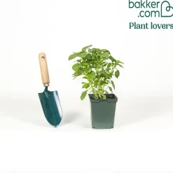Plant de Basilic Thaï - Le goût de la Thaïlande chez soi