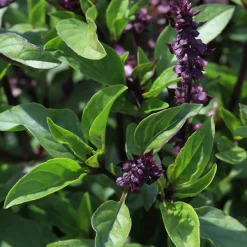 Plant de Basilic Thaï - Le goût de la Thaïlande chez soi