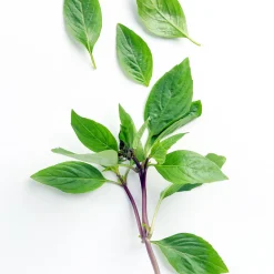 Plant de Basilic Thaï - Le goût de la Thaïlande chez soi