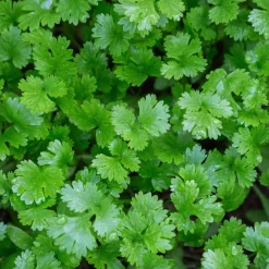 Plant de Coriandre - Coriandre fraîche à portée de main