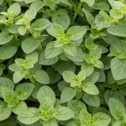 Plant d'Origan - Récoltez, parfumez, régalez
