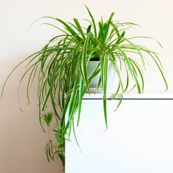 Plante-araignée Chlorophytum 'Vittatum' - Le vert qui tombe en cascade