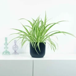 Plante-araignée Chlorophytum 'Vittatum' - Le vert qui tombe en cascade