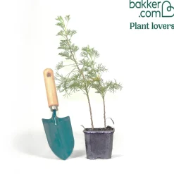 Plante cola - L'odeur du cola au jardin
