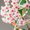 Plante de cire - Feuillage panaché, effet waouh