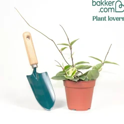 Plante de cire - Feuillage panaché, effet waouh