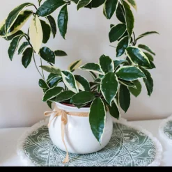 Plante de cire - Feuillage panaché, effet waouh