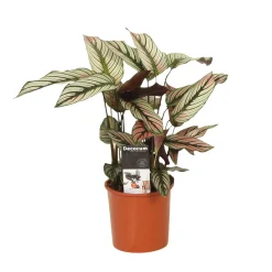 Plante de l'ombre Calathea 'White Star' vert-blanc-rose - Un feuillage graphique unique