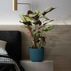 Plante de l'ombre Calathea 'White Star' vert-blanc-rose - Un feuillage graphique unique