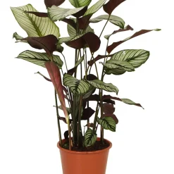 Plante de l'ombre Calathea 'White Star' vert-blanc-rose - Un feuillage graphique unique