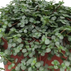 Plante à monnaie chinoise Pilea glaucophylla avec pot suspendu en plastique - Plante suspendue - Cascade verte prête à suspendre