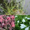 3 plantes de bassin avec panier et anneau de flottaison - Idéal pour bordures de bassins