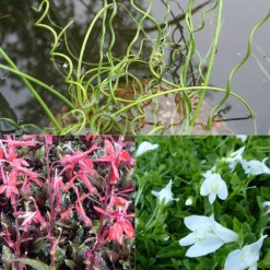 3 plantes de bassin avec panier et anneau de flottaison - Idéal pour bordures de bassins