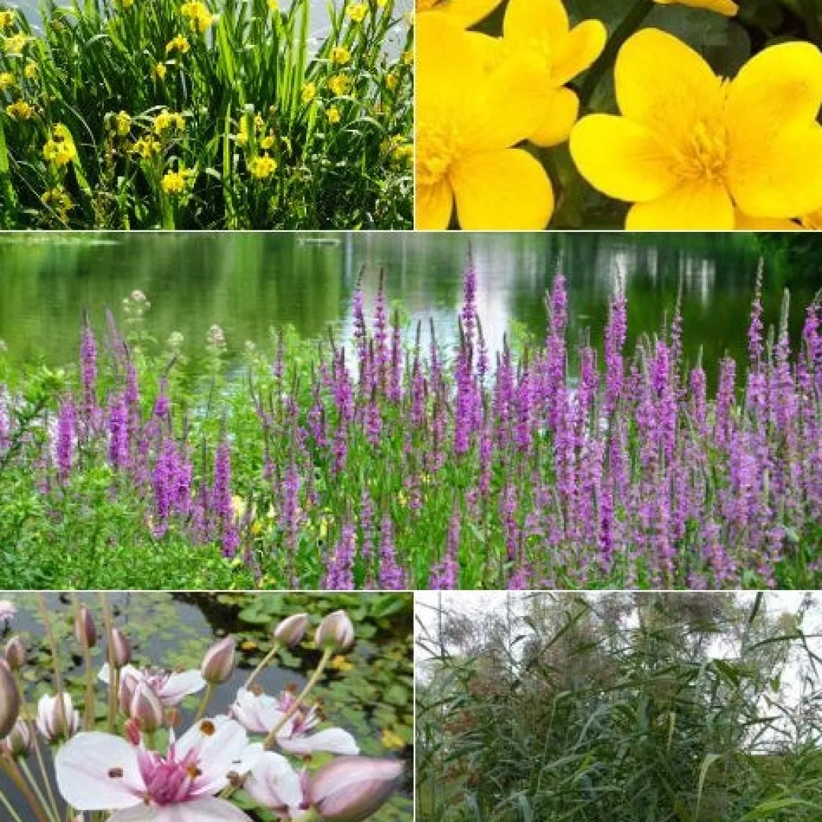 5 plantes de bassin et de berge indigènes en mélange - Idéal pour zones humides naturelles