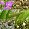 5 plantes de bassin et de berge parfumées en mélange - Aromatiques et ornementales