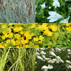 5 plantes de bassin favorables aux insectes en mélange - Invite d'insectes au bassin