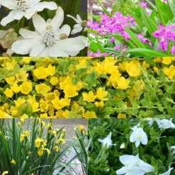 5 plantes de bassin à fleurs en mélange - Parfait pour berges fleuries
