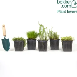 5 plantes de bassin oxygénantes en mélange - Oxygène le bassin