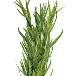 Plant Estragon - Le vrai goût anisé maison